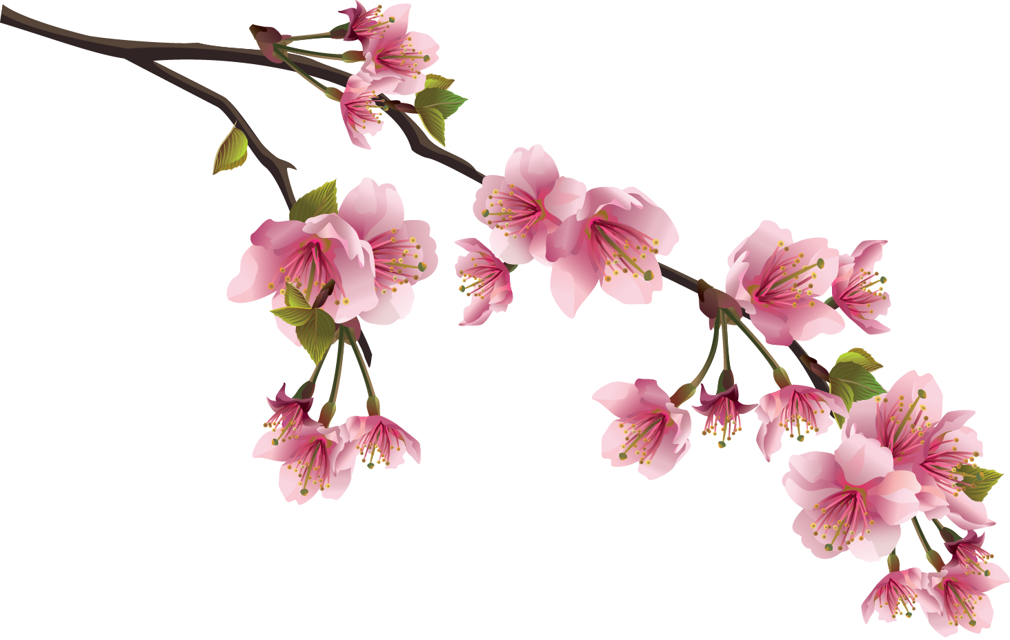 fruit, branches, petals Png Background Full HD 1080p