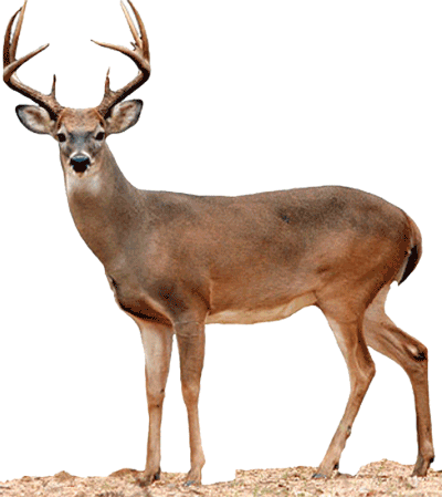 isolated, deer head, tail Png Background Full HD 1080p
