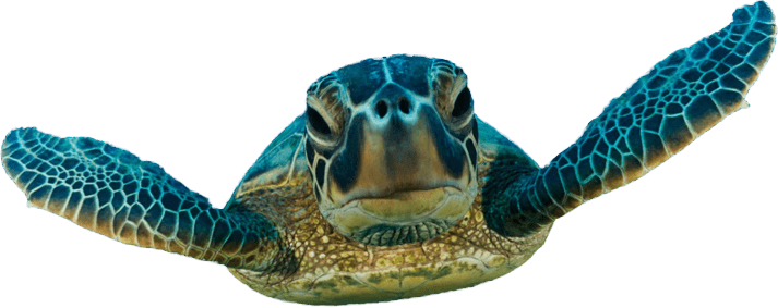 ninja turtles, swimmer, turtle PNG images for editing