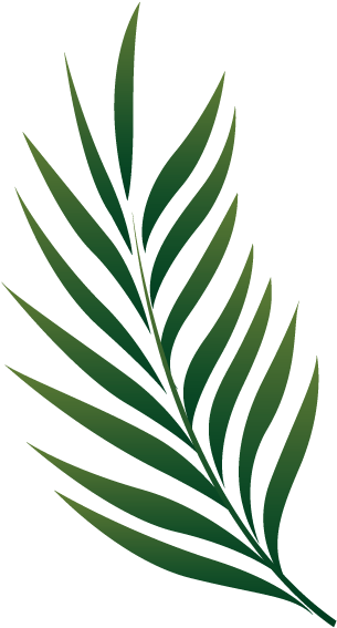 palm tree, illustration, leaves Transparent PNG Photoshop