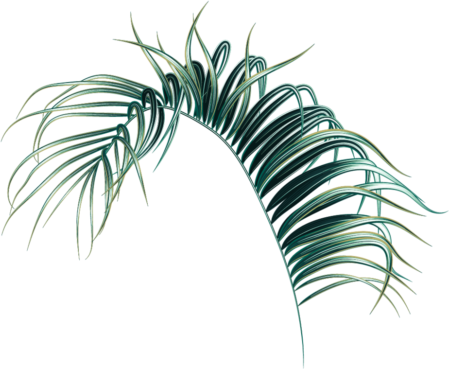 palm tree, leaves, nature free png vector