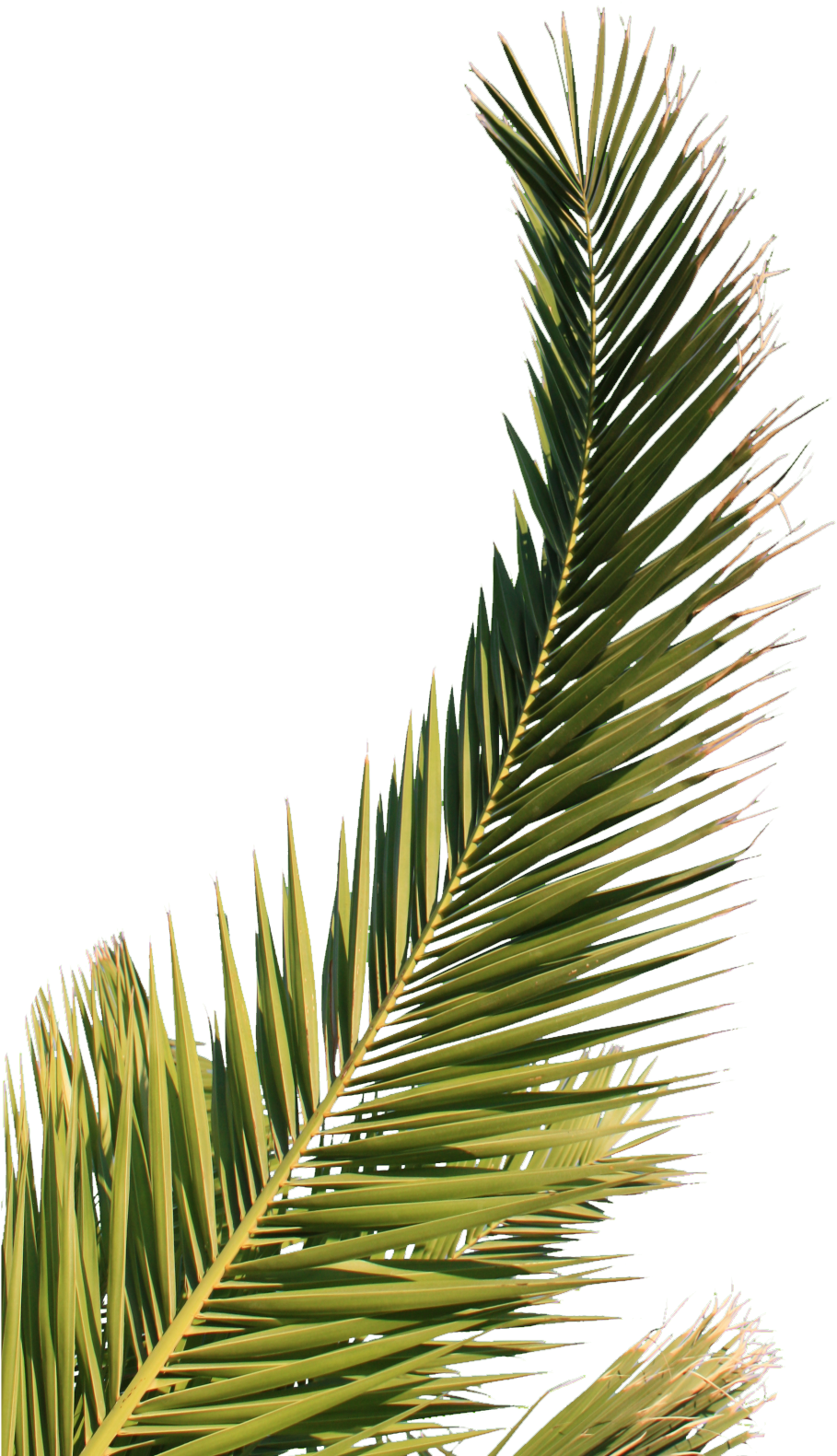 palm tree, symbol, web Png images with transparent background