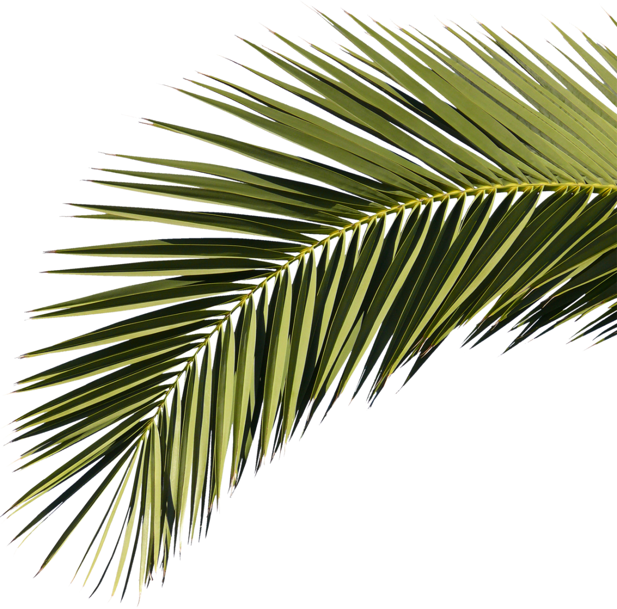 palm tree, tree branches, trees 500 png download