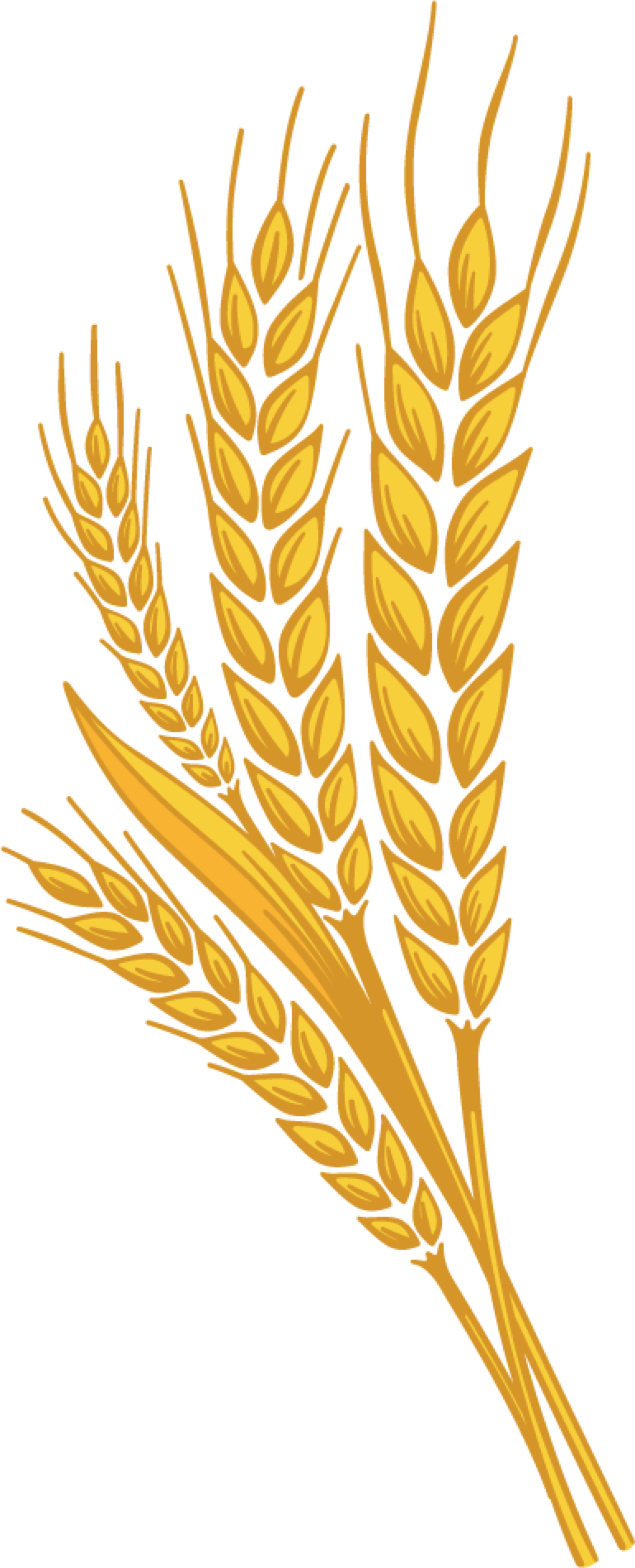 plant, agriculture, grain png images for photoshop