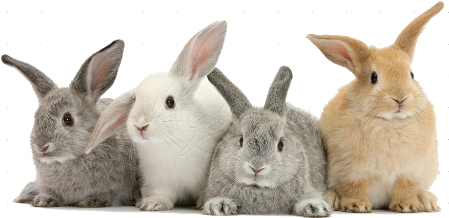 rabbit, animal, bunny png background hd download
