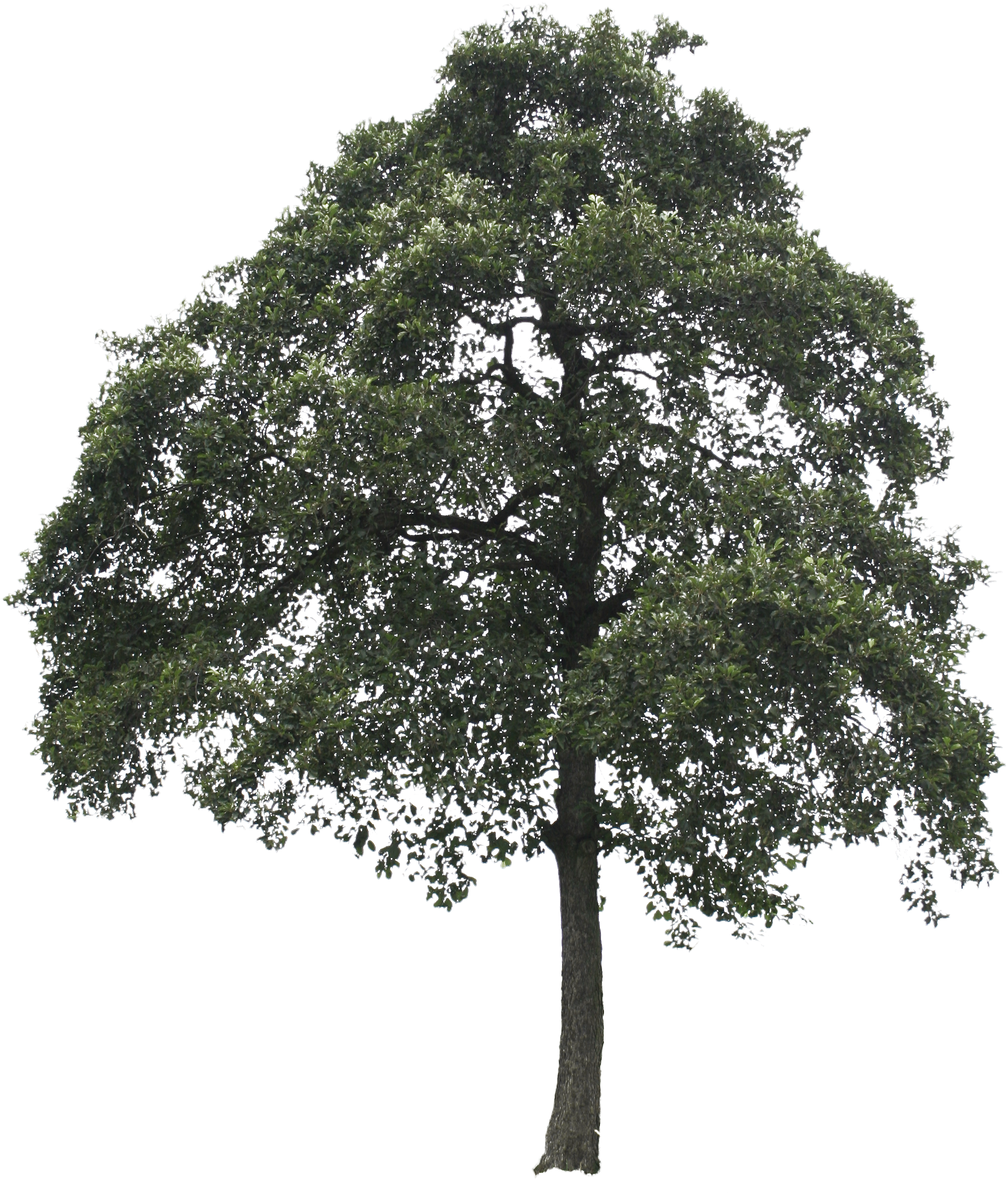 sale, trees, forest Png download free