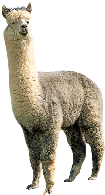 spiked, animal, llama png background download