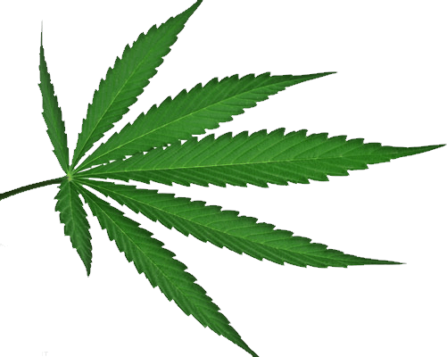 symbol, cannabis, leaves Png images with transparent background
