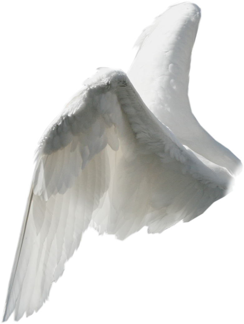 wing, wing tribal, christmas angel png images online, transparent png download