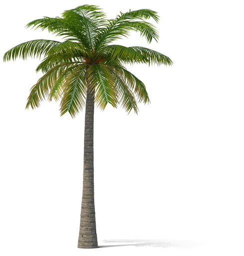 beach, decoration, palm tree free png vector