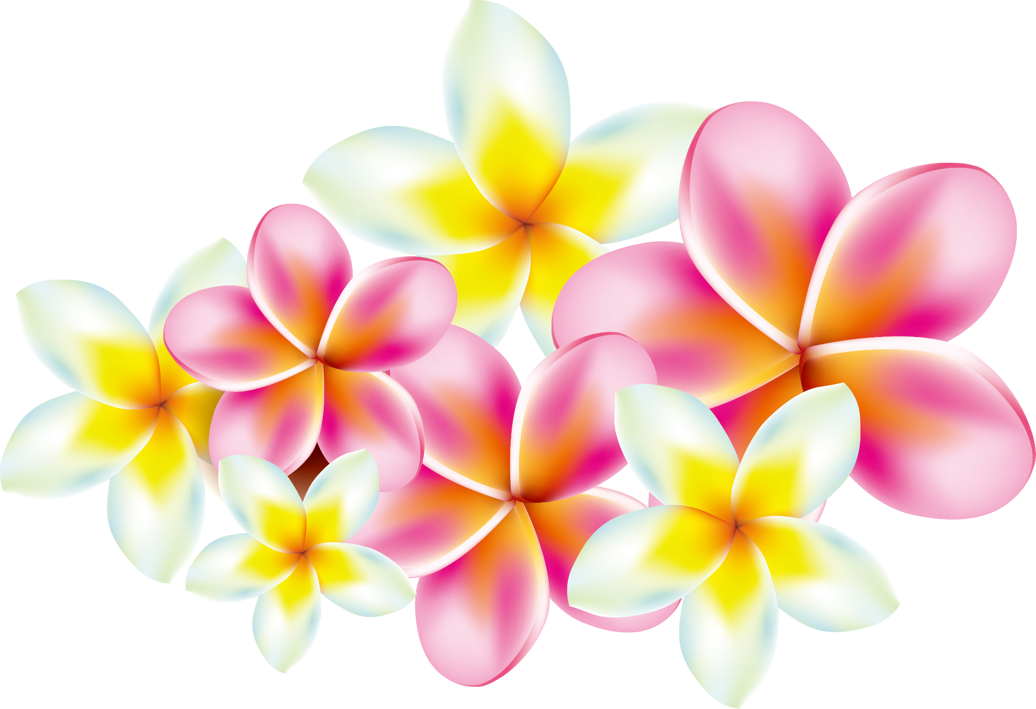 floral, certificate, exotic png images background