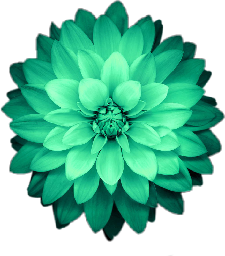 floral, video, decorative Png download free