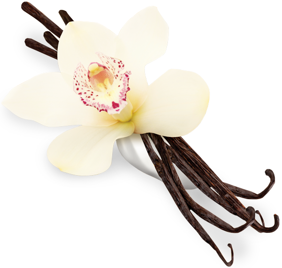 flower, design, flowers high quality png images