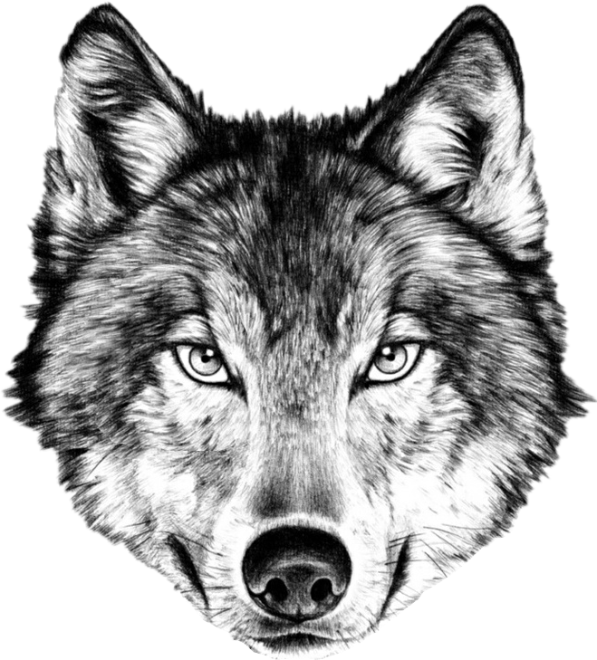 fox, illustration, eyes high quality png images