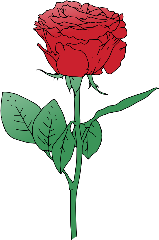 isolated, rose, banner png images for photoshop