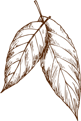 jpg, leaves, drawing Png download for picsart
