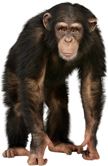 monkey, banner, isolated Png Background Full HD 1080p