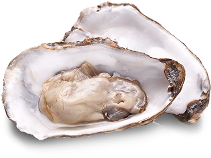 oyster, fresh, ocean high quality png images