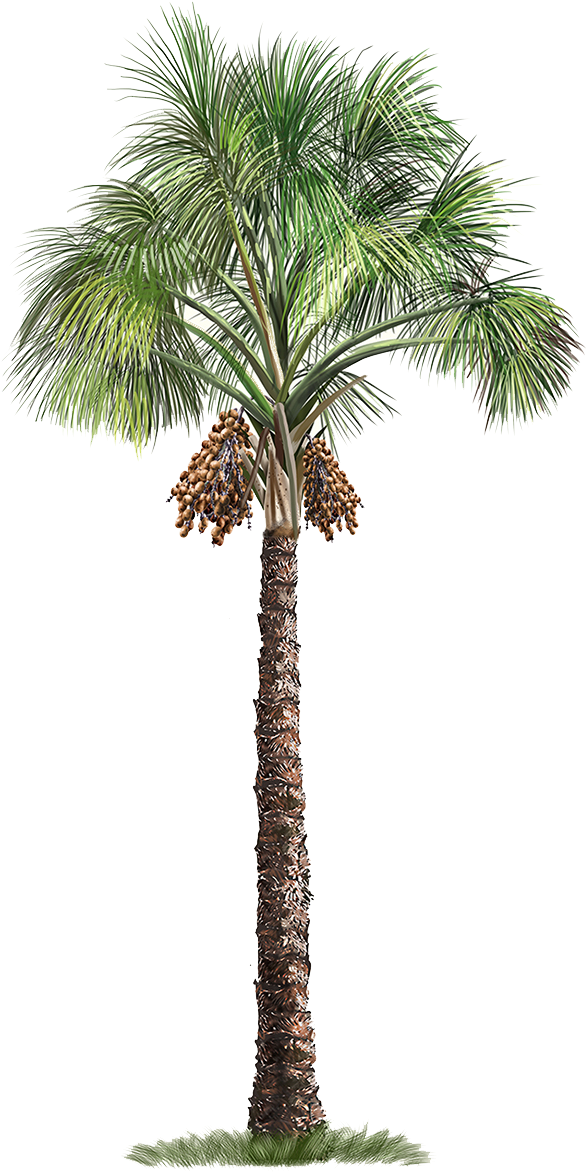 palm tree, texture, pattern png background hd download