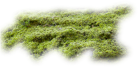 swamp, video, plant Png images with transparent background