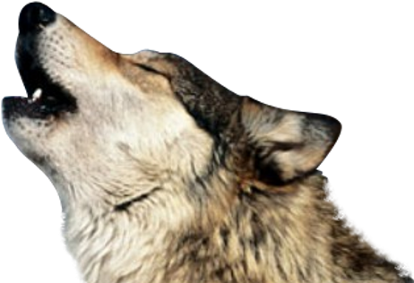 wolf, texture, background PNG images for editing