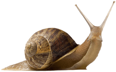 animal, cute snail, snail Png download for picsart