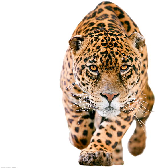 animal, panther, wild Png Background Instagram