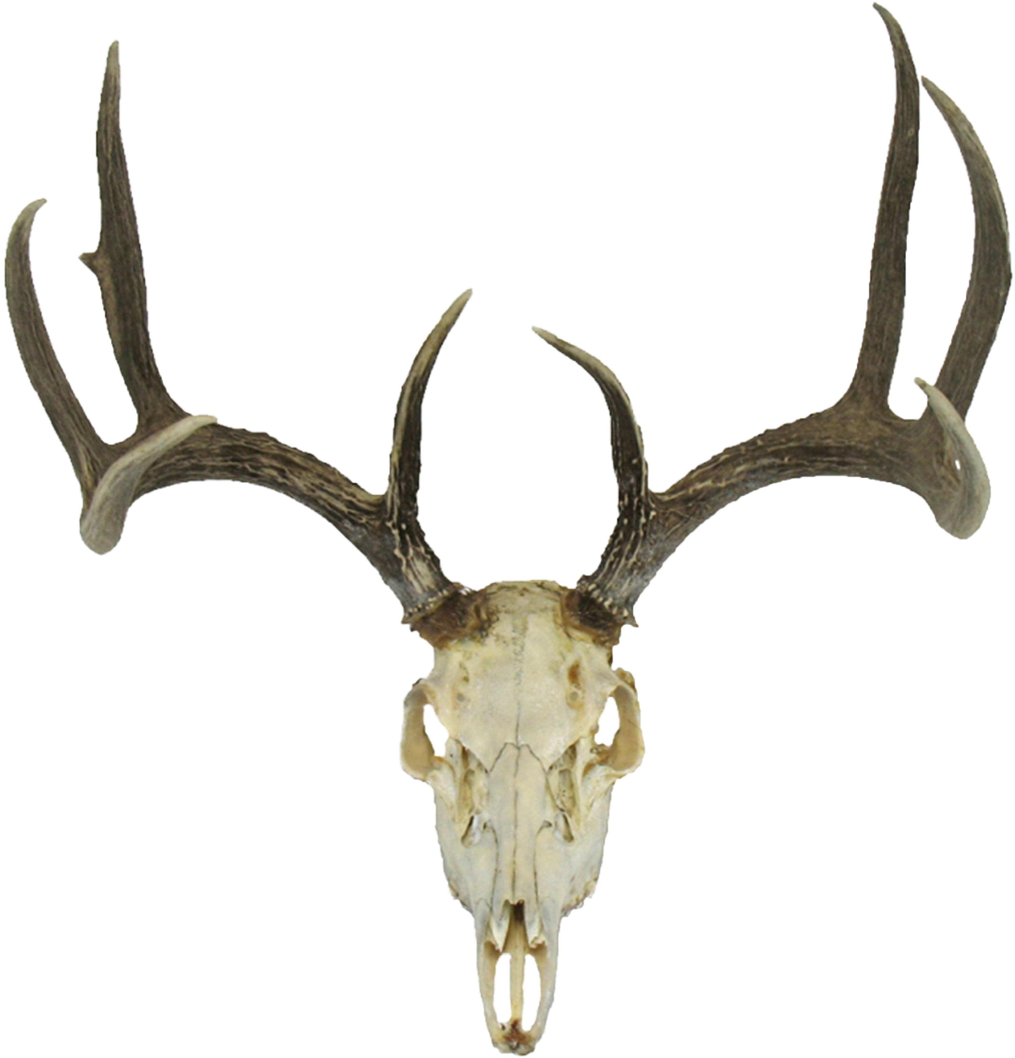 deer head, brain, skull silhouette png background hd download