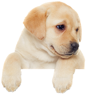dog, labrador, puppy Free Unlimited PNG download