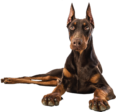dog, puppy, animal Png images with transparent background