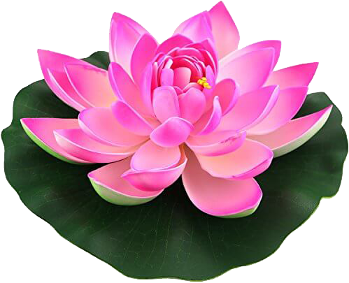 lotus flower, rose, flower png images background