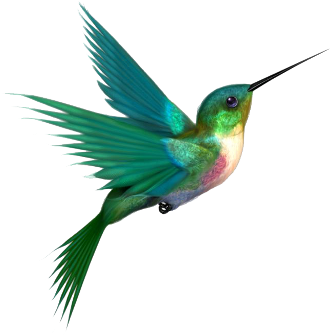 nature, hummingbird, photo png background download