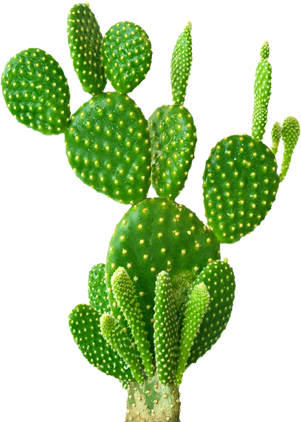 plant, cacti, planter Png download free