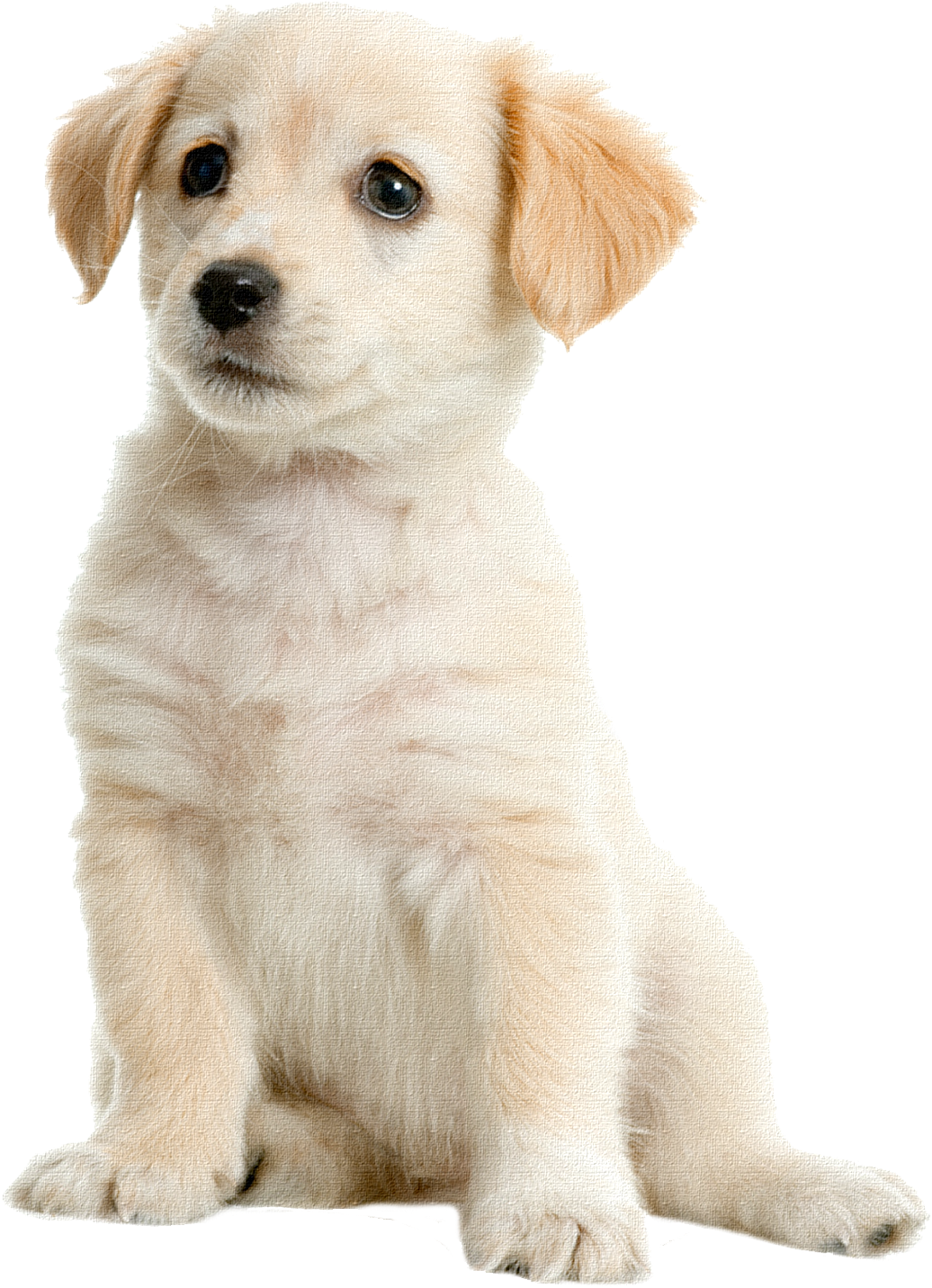 science, golden retriever, man Png images gallery