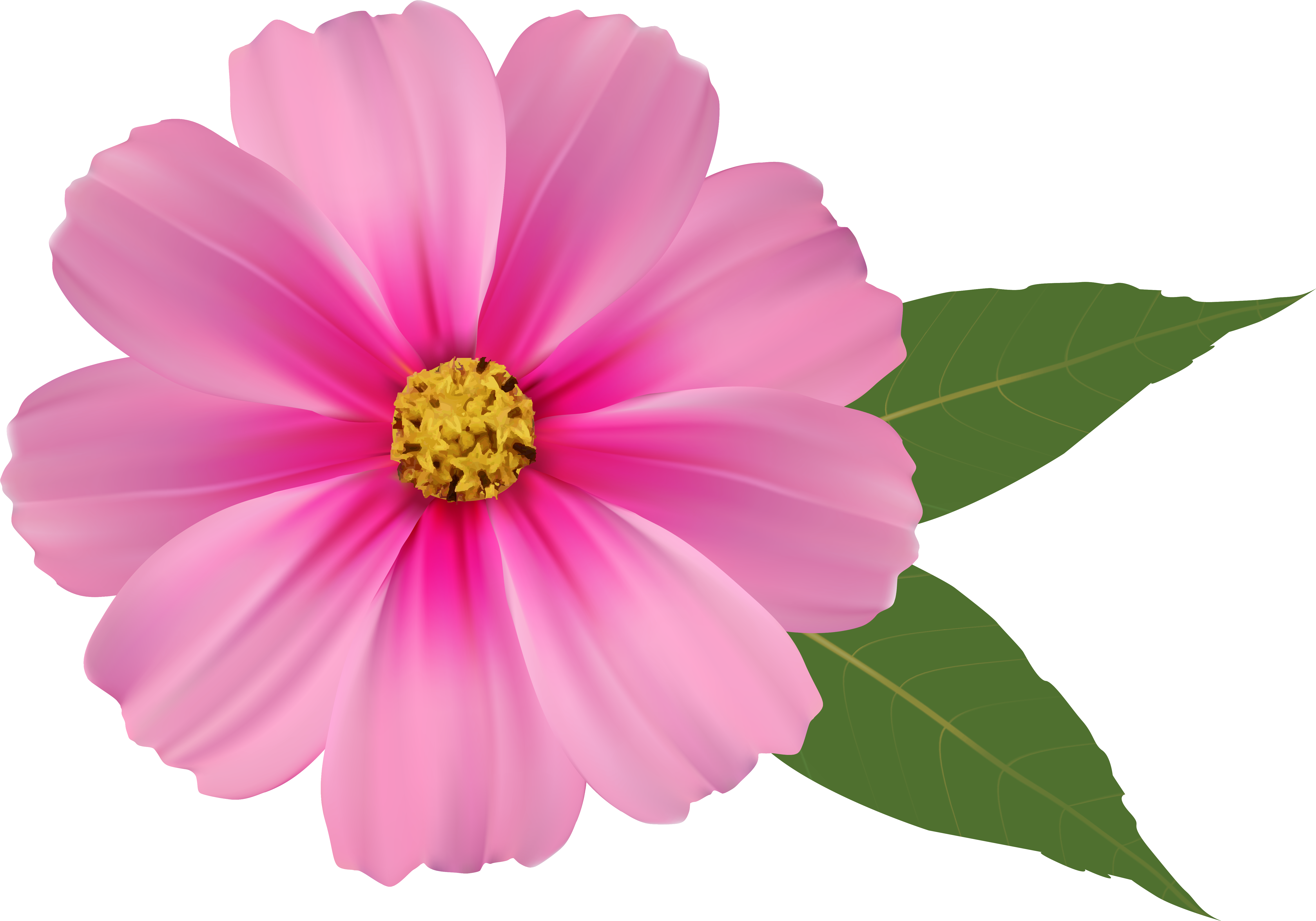 video, flower, banner png images for photoshop