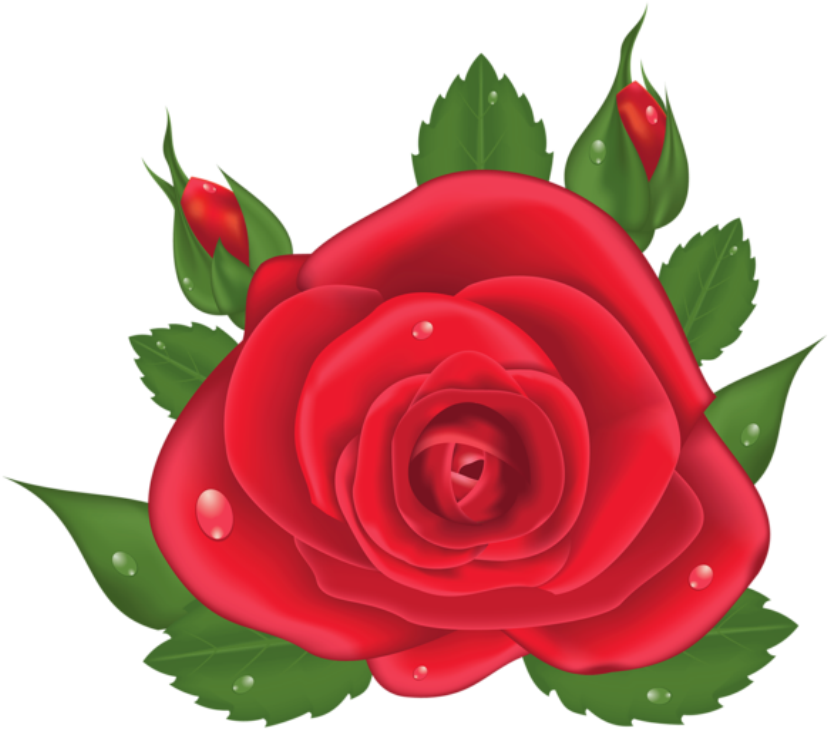 flower, rose, floral high quality png images