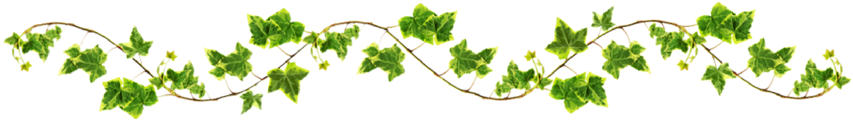 plant, ivy vine, tree Png download for picsart