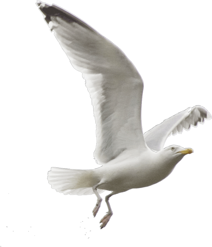 birds, fly, sea Png download free