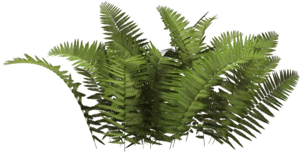 plant, potted plant, video Transparent PNG Photoshop