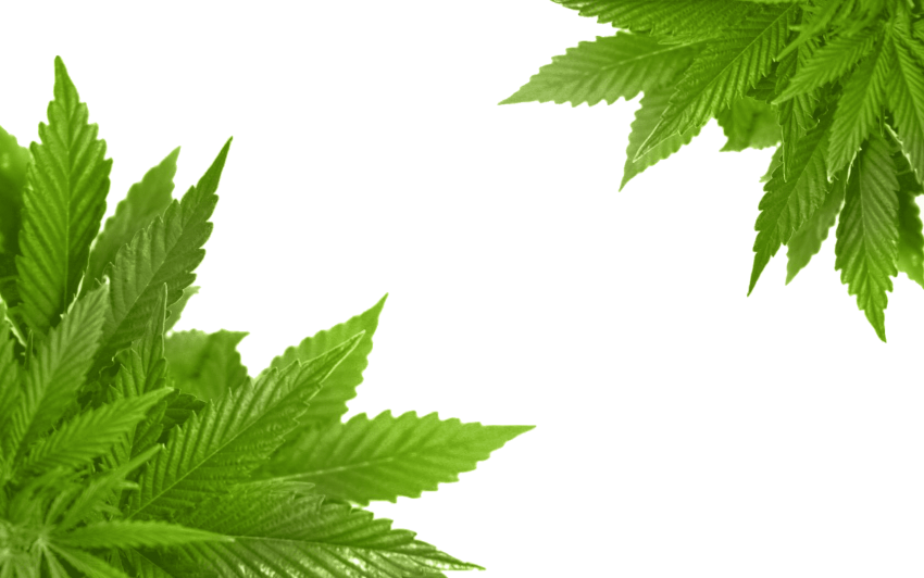 symbol, border, cannabis png background full hd 1080p