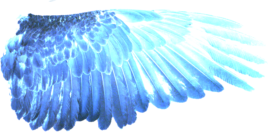 background, hawk, wing PNG images for editing