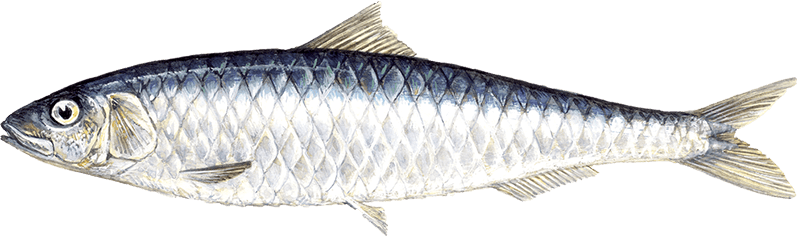 fish, fishing, sea png images online