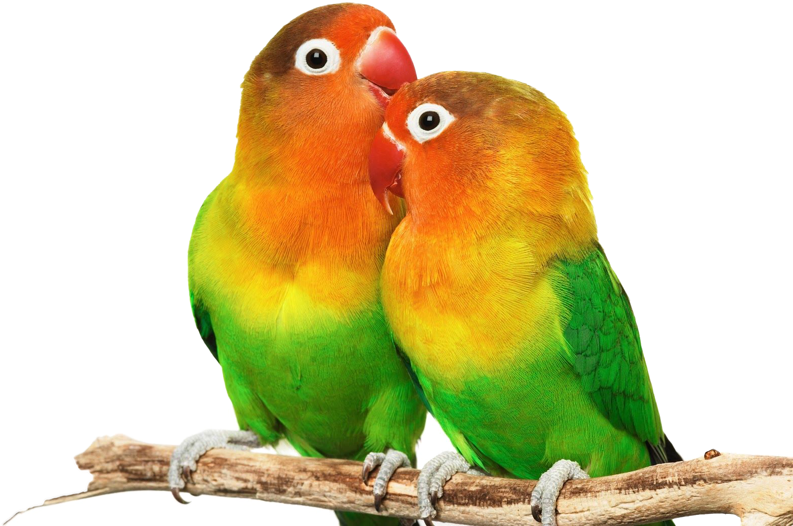 heart, color, insect Png images gallery