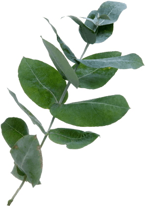 leaf, healthy, perfume png images online