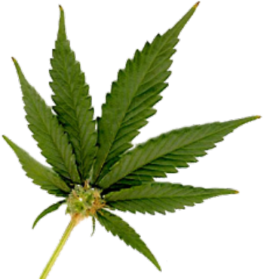 marijuana, weed, home png images for photoshop