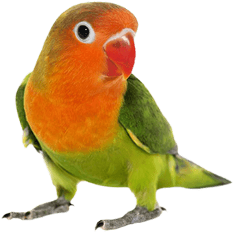 dog, video, bird PNG images for editing