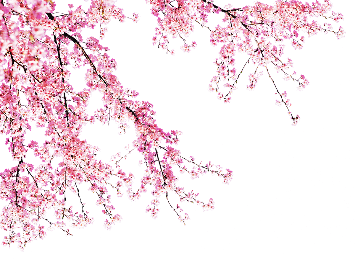 floral, cherry blossom, wallpaper Png images for design