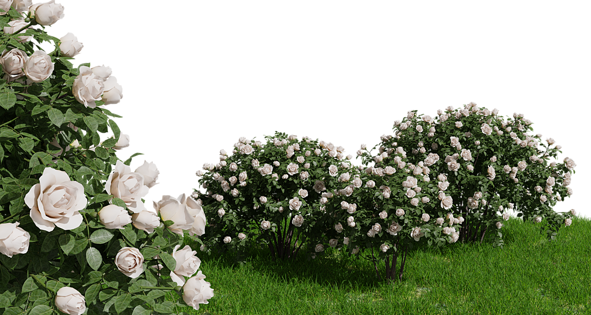 flower, tree, roses Png images with transparent background