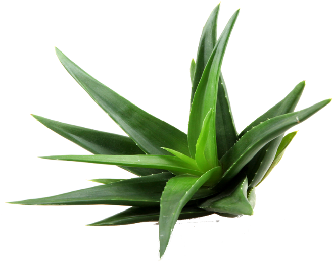 plant, tree, aloe png images online