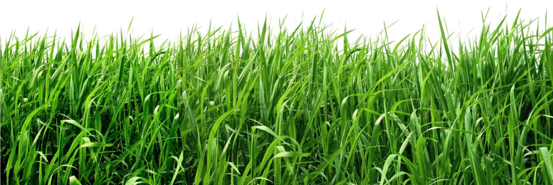 background, plant, texture png photo background